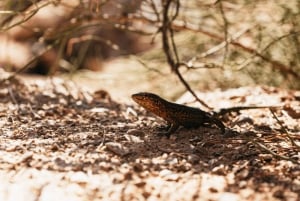 Santa Ponta/Peguera: Cruzeiro pela Ilha Dragonera com parada para nadar