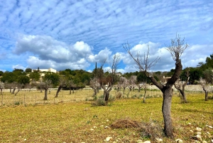 Selva: E-Scooter tour in the Countryside & idyllic villages