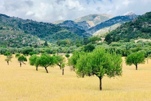 Selva: E-Scooter tour in the Countryside & idyllic villages