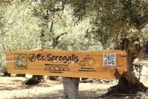Serra de Tramuntana , Fornalutx: El olivo:cultura, cultivo, degustación.