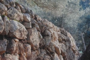 Serra de Tramuntana , Fornalutx: El olivo:cultura, cultivo, degustación.
