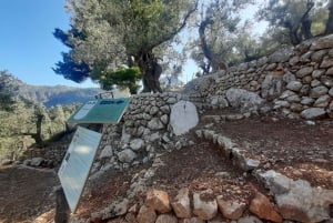 Serra de Tramuntana , Fornalutx: El olivo:cultura, cultivo, degustación.