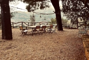 Serra de Tramuntana , Fornalutx: El olivo:cultura, cultivo, degustación.