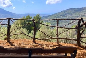Serra de Tramuntana , Fornalutx: El olivo:cultura, cultivo, degustación.