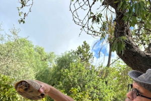 Desde Palma: Excursión por la Sierra de Tramuntana con picnic