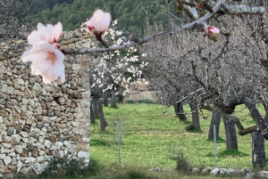 Desde Palma: Excursión por la Sierra de Tramuntana con picnic