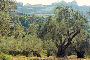 Liten gruppe - Eksklusiv olivenolje- og vintur på Mallorca