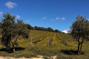 Liten gruppe - Eksklusiv olivenolje- og vintur på Mallorca