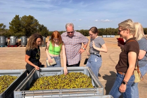 Liten gruppe - Eksklusiv olivenolje- og vintur på Mallorca