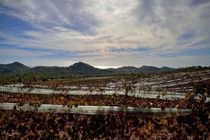 Liten gruppe - Eksklusiv olivenolje- og vintur på Mallorca