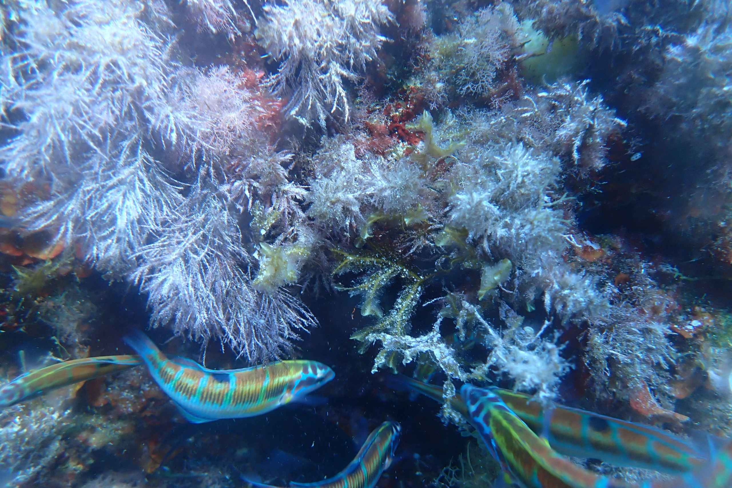 Snorklausta opastettuja retkiä tha koko perheelle!