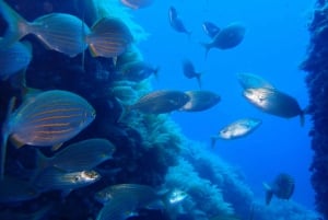 家族全員で楽しめるシュノーケリングガイドツアー！