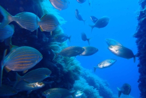 Snorklausta opastettuja retkiä tha koko perheelle!