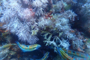 Snorklausta opastettuja retkiä tha koko perheelle!