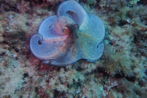 Snorklausta opastettuja retkiä tha koko perheelle!