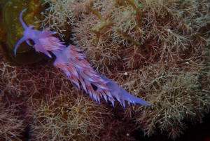 Snorklausta opastettuja retkiä tha koko perheelle!