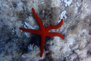 Snorklausta opastettuja retkiä tha koko perheelle!