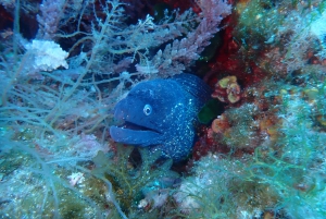 Snorklausta opastettuja retkiä tha koko perheelle!