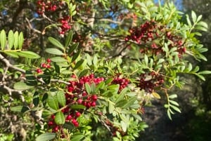 Sóller: Wanderung vom Orangental zum Hafen mit grandioser Aussicht