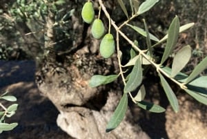 Sóller: Wanderung vom Orangental zum Hafen mit grandioser Aussicht