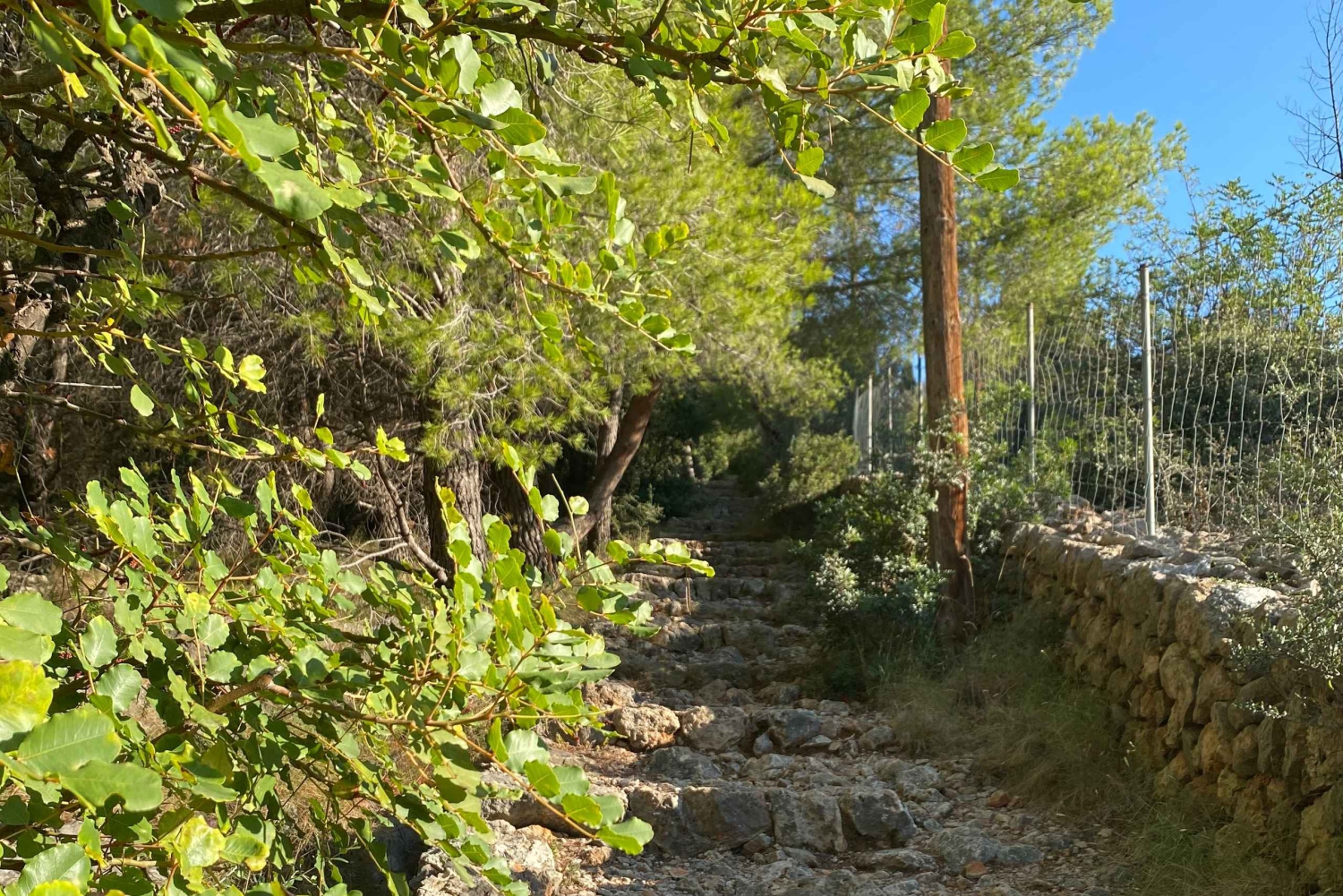 Sóller: escursione dalla valle delle arance al porto con una vista mozzafiato