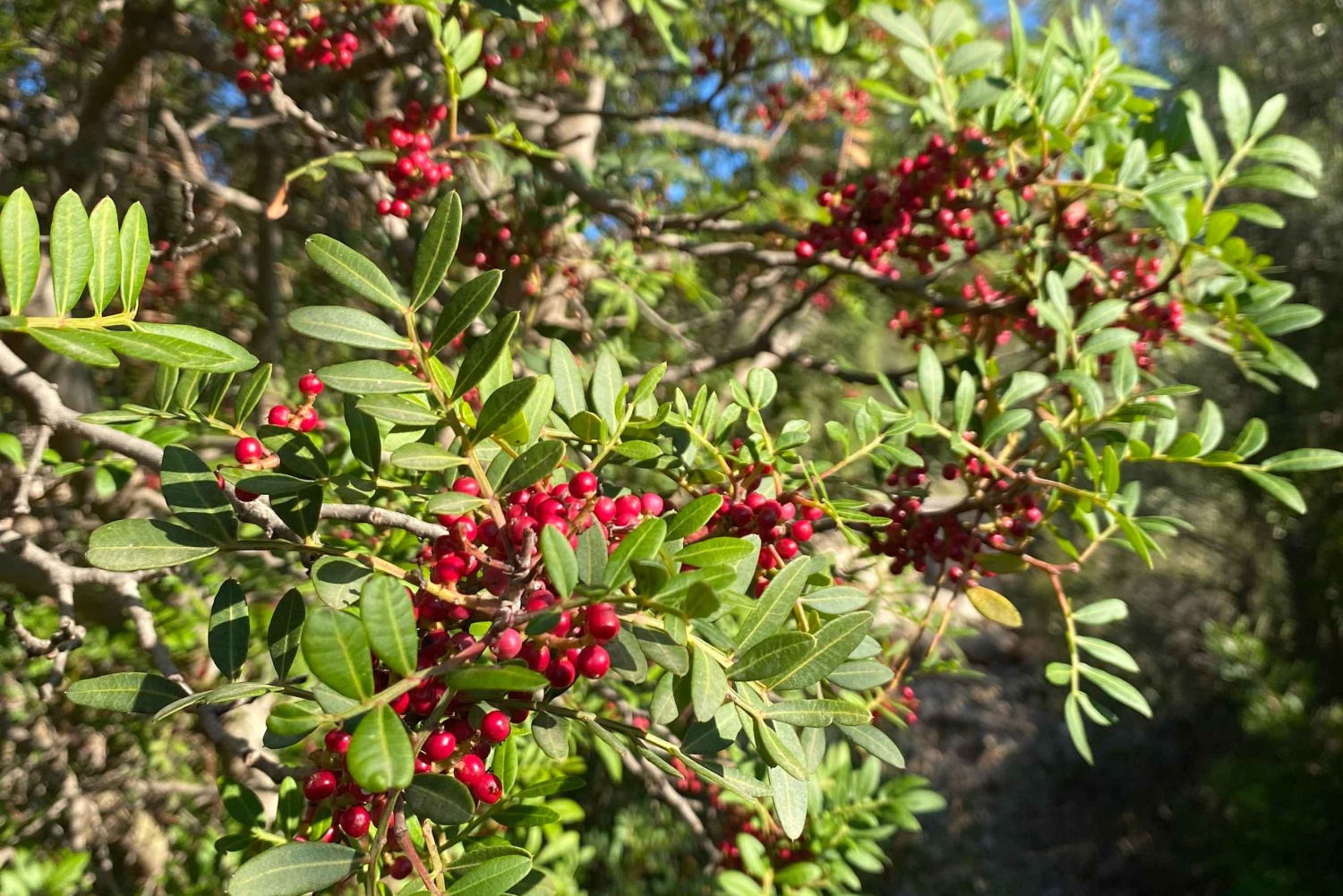 Sóller: escursione dalla valle delle arance al porto con una vista mozzafiato