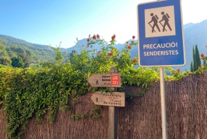 Sóller: escursione dalla valle delle arance al porto con una vista mozzafiato