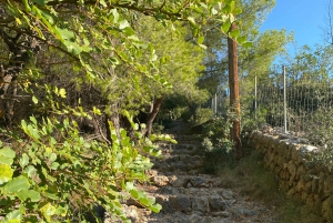 Sóller: escursione dalla valle delle arance al porto con una vista mozzafiato