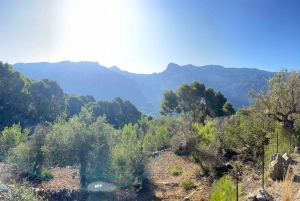 Sóller: escursione dalla valle delle arance al porto con una vista mozzafiato