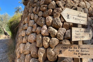 Sóller: escursione dalla valle delle arance al porto con una vista mozzafiato