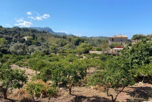 Sóller: escursione dalla valle delle arance al porto con una vista mozzafiato