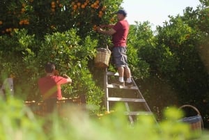 Sóller: Omvisning og prøvesmaking av olivenolje på Can Det Estate