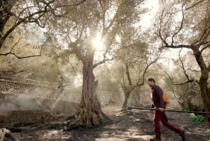 Sóller: Omvisning og prøvesmaking av olivenolje på Can Det Estate