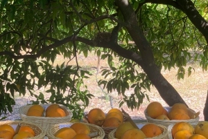 Vandring i Sollers dalgång: besök i små byar och citrusodlingar