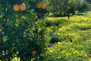 Vandretur i Soller-dalen: små landsbyer og besøg på citrusfarm