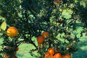 Soller valley walk: small villages and citrus farm visit