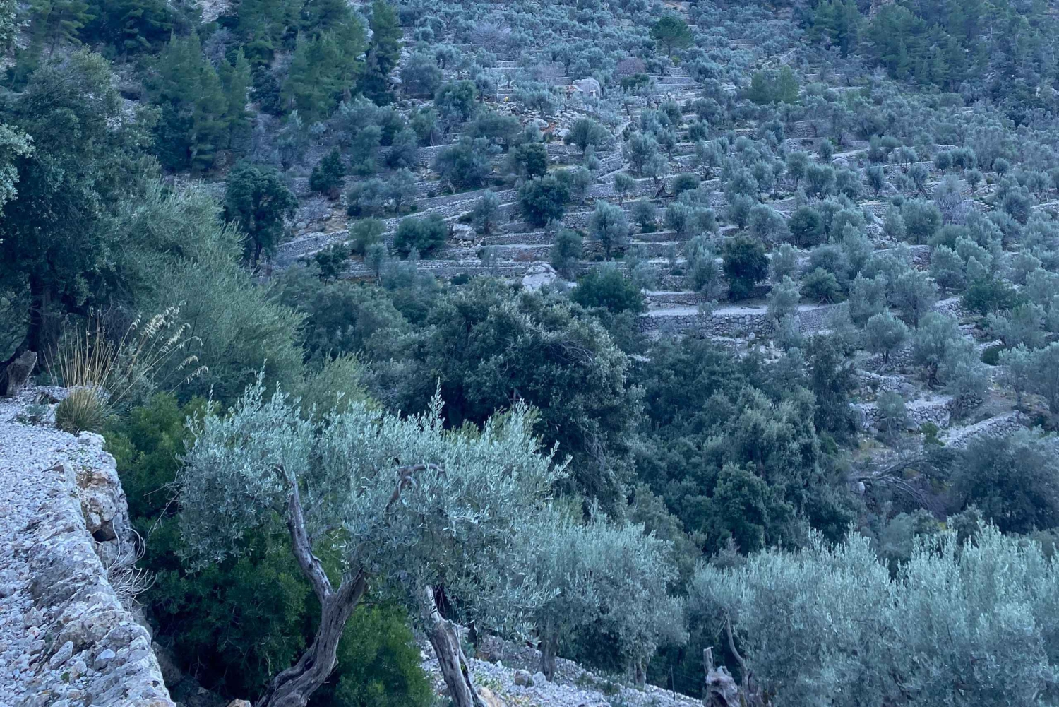 Gipfeltour: Durch die Schlucht von Biniaraix auf den Cornador Gran wandern