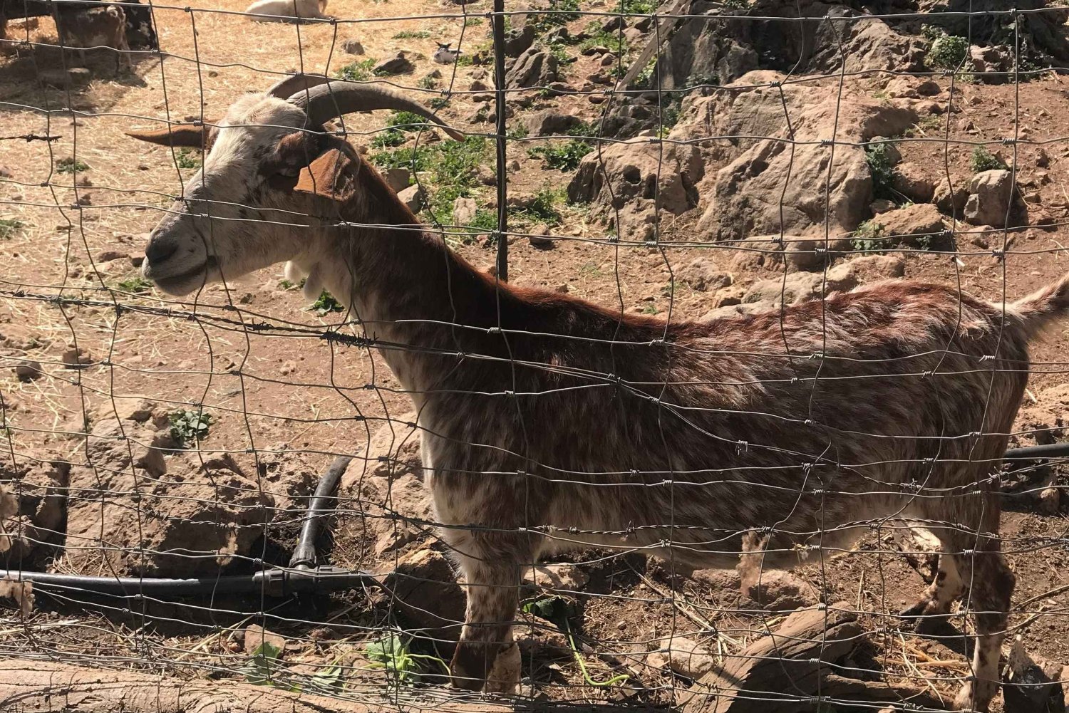 The most beautiful gardens in Mallorca