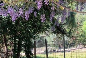 The most beautiful gardens in Mallorca