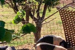 The most beautiful gardens in Mallorca