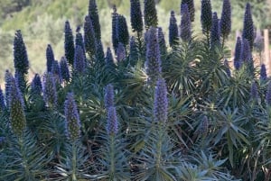 The most beautiful gardens in Mallorca