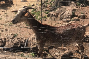 Самые красивые сады Майорки