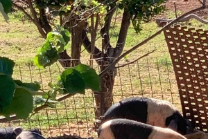 Самые красивые сады Майорки