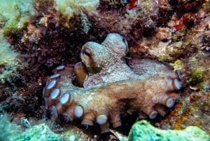 Essayez la plongée sous-marine à Cala d'Or – Aucune expérience requise