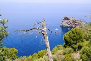 Valldemossa and Soller: Day Tour with Tram and Bus