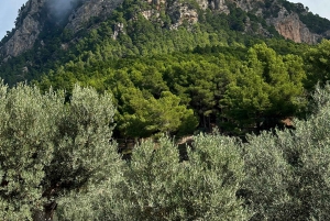 Von Palma aus: Valldemossa Tour und Wanderung zum Aussichtspunkt in den Bergen