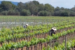 VISIT BODEGAS BORDOY ,DEGUSTACION 5 WINES, FINGER FOOD