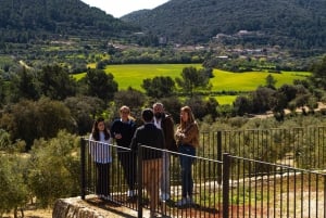 Visit of the olive grove, olive oil tasting and snack