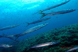 Mallorca: Descubre el submarinismo desde el barco