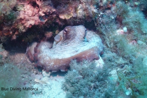 Mallorca: Descubre el submarinismo desde el barco